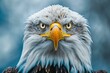 Close-up portrait of a Bald Eagle