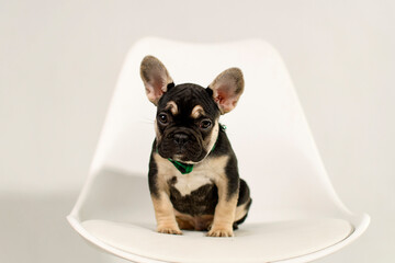 Wall Mural - A cute French Bulldog puppy poses on a white background in the studio