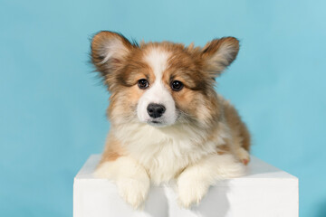 Wall Mural - A corgi fluffy puppy lies on a white cube on a blue background in the studio