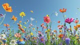 Fototapeta Kwiaty - Joy illustrated by a field of vibrant wildflowers under a clear blue sky