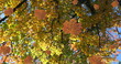 Image of autumn leaves falling against low angle view of trees and sky