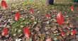 Image of autumn leaves falling against close up view of fallen leaves on the ground