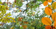 Image of autumn leaves and branches against low angle view of trees and sky