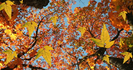 Wall Mural - Image of autumn leaves falling against low angle view of trees and blue sky