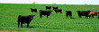 Panorama cloud blue sky over large free ranch grass fed cattle cows farm with diverse group brown, charolais, black Angus cattle cows grazing, galvanized barbed wire post fencing protect, Texas