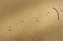 Footprint Of A Seagull In Sand