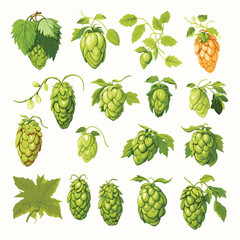 Fresh hop plants with cones and green leaves. Organic natural malt ingredient for craft beer alcohol drink production. Vector