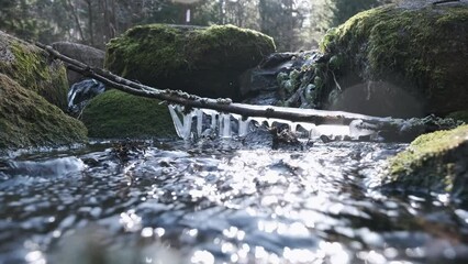 Wall Mural - branch with icicles