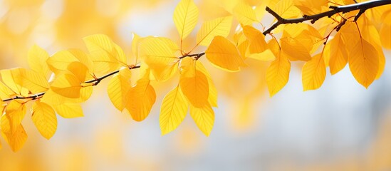 Wall Mural - Vibrant Autumn Aesthetic: A Branch Adorned with Golden Yellow Leaves in Beautiful Fall Season