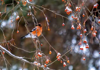 Wall Mural - A bullfinch bird on a tree branch among berries.