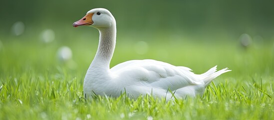 Canvas Print - Serene White Duck Enjoying Tranquility Amidst Lush Green Grass in a Peaceful Setting