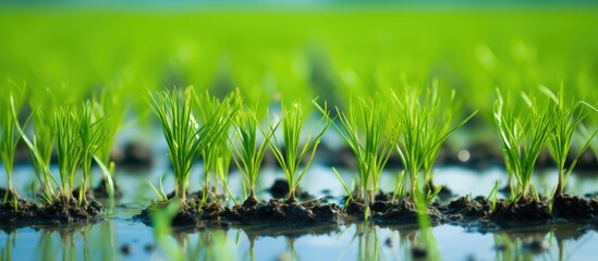 Poster - Lush Green Grass Flourishing in Beautiful Submerged Water Garden Oasis