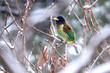 Great Hill Barbet in Snow fall 