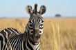 zebra in safari