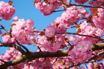 Wall Mural - lush blossom of sakura tree. pink flowering branches against the blue sky. warm april weather