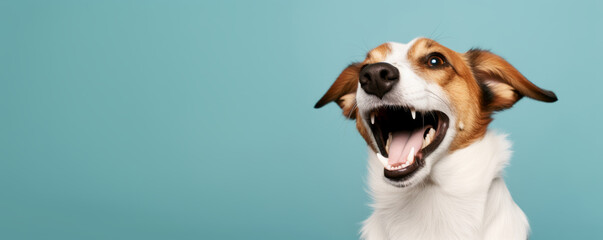Wall Mural - Happy funny excited little dog with long ears and wide open mouth on bright background