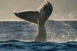 humpback whale tail slapping in cabo san lucas
