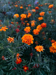 Wall Mural - Vivid Marigold Bloom Close-up