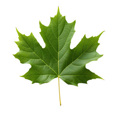 Wall Mural - Green Maple leaf isolated on transparent background Generative Ai