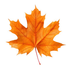 Wall Mural - Maple leaf isolated on transparent background Generative Ai