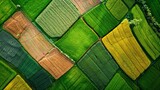Fototapeta  - Above golden paddy field during harvest season. Beautiful field sown with agricultural crops and photographed from above. top view agricultural landscape areas the green and yellow fields.