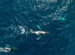 Humpback Whales in Sunny Cabo San Lucas Baja California Sur Mexico
