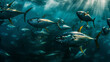 Shoal of Atlantic bluefin tuna swimming underwater in the ocean this is a species of tuna in the family Scombridae. Bluefin are the largest tunas and can live up to 40 years