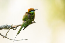 Green Bee Eater Sitting On Branch Tree.Little Bird Flying On Green Background.Nature Wildlife Image On The Outdoor Park.