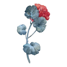 Red Geranium Flowers Isolated On White Background. Hand Painted In Watercolors. For Cards, Stationery, Packaging.