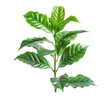 Twig of Coffee Plant on Transparent Background
