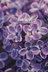 Wall Mural - close up detail of a purple lilac 