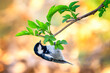 Coal tit or cole tit (Periparus ater) perched upside down on a tree branch. Colorful bird image with copy space.