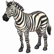 Zebra on a white background, vector illustration, 