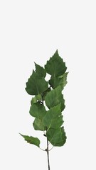 Wall Mural - Time lapse of drying Birch (Betula) tree branch leaves isolated on white background, vertical orientation