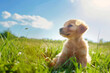 Cute little puppy sitting on green grass in sunlight