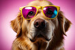 golden retriever dog wearing glasses in an isolated background 