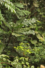 Wall Mural - Lush, green trees in the jungle, in the Cuyabeno Wildlife Reserve, outside of Lago Agrio, Ecuador