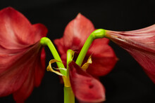 Green Stem Of A Red Lily Flower On A Black Background