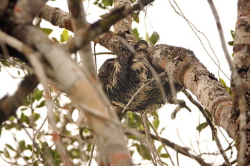 Wall Mural - Brown-throated sloth (Bradypus variegatus) climbing a tree in the Cuyabeno Wildlife Reserve, outside of Lago Agrio, Ecuador