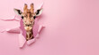 A curious giraffe peeks through a torn pink paper, creating a striking and humorous composition with room for text