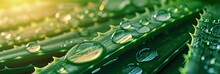 A Close Up Of A Green Aloe Vera Plant With Water Drops On The Leaves, Displaying Beautiful Macro Photography Of This Terrestrial Houseplant, Cosmetic Concept, Banner