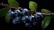 Branch of Delicious Ripe Blueberries Cut Out

