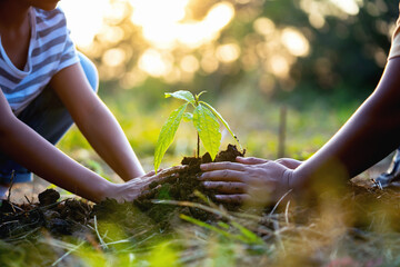 Wall Mural - Two people are planting a tree together