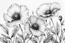 Poppy Coloring Page, Black And White Floral Poppy, Simple And Elegant For Coloring