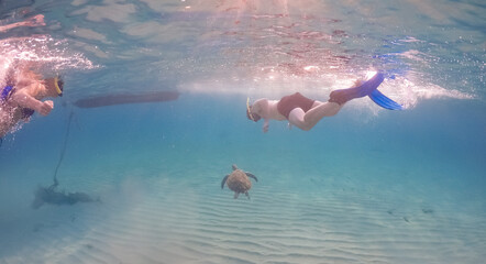  swimming with turtles and fish at sunset on curacao Caribbean island