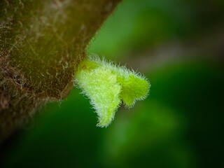 Wall Mural - this is a close up shot of a small green flower