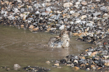 Canvas Print - House Sparrow passer domesticus having a wash in a muddy puddle	
