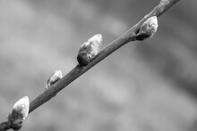 Close Up Of Raindrops On Furry Catkins Of Pussy Willow	
In Black And White