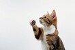 Adorable Feline Gesture on White Background. Generative AI.