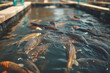 Fish farm where fish are bred and fed